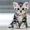 Charming Kitten