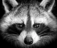 Raccoon Stealer malware-as-a-service