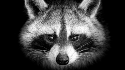 Raccoon Stealer malware-as-a-service